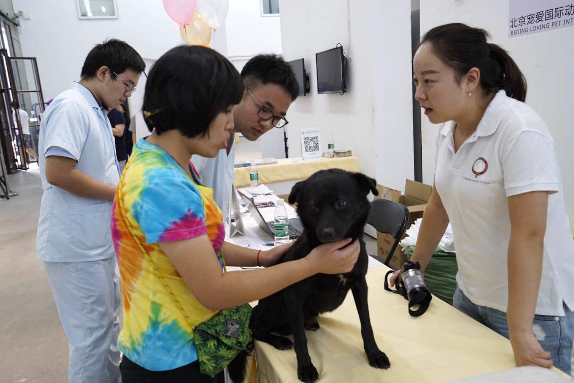 汪星人铲屎官，夏日狂欢趴活动欢乐开启