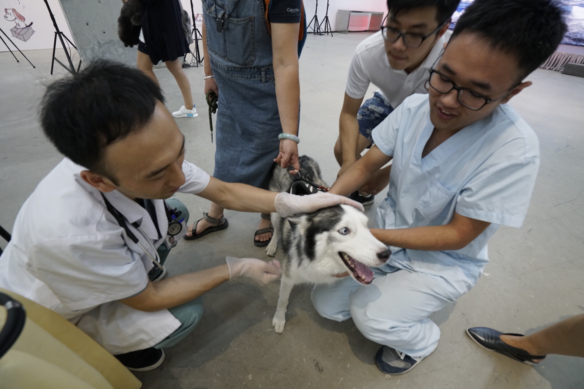 汪星人铲屎官，夏日狂欢趴活动欢乐开启