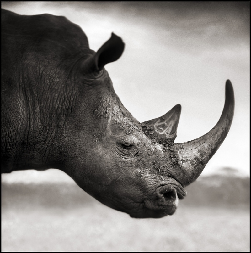 英国摄影师跨越12年拍摄非洲野生动物（上）