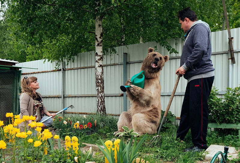 与熊起舞的人生 俄罗斯夫妇和23岁的熊孩子