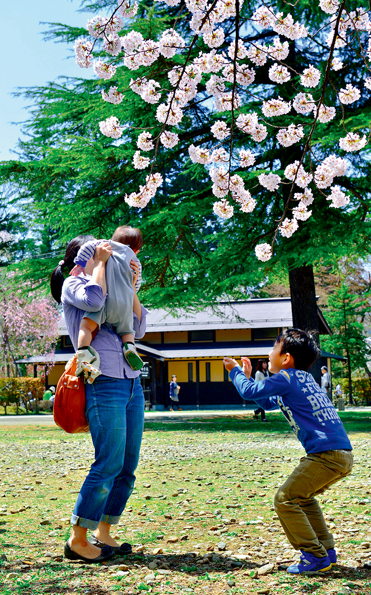 花见日本 弥漫在浪漫粉红樱花下的北海道