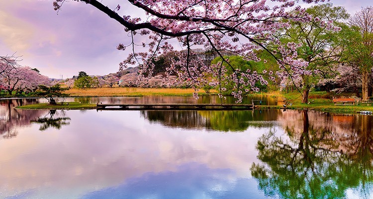花见日本 弥漫在浪漫粉红樱花下的北海道