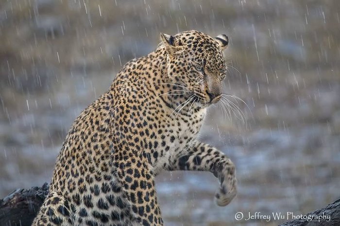 2017非洲野生动物摄影手记之一 : 追逐光影