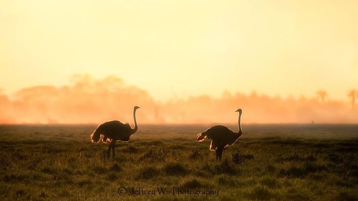 2017非洲野生动物摄影手记之一 : 追逐光影