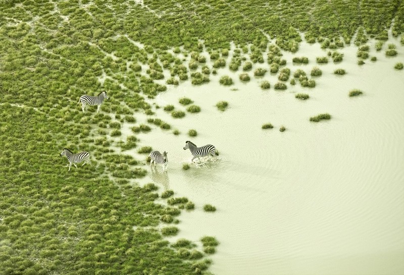 俯瞰南非的动物世界 上帝视角的南非草原