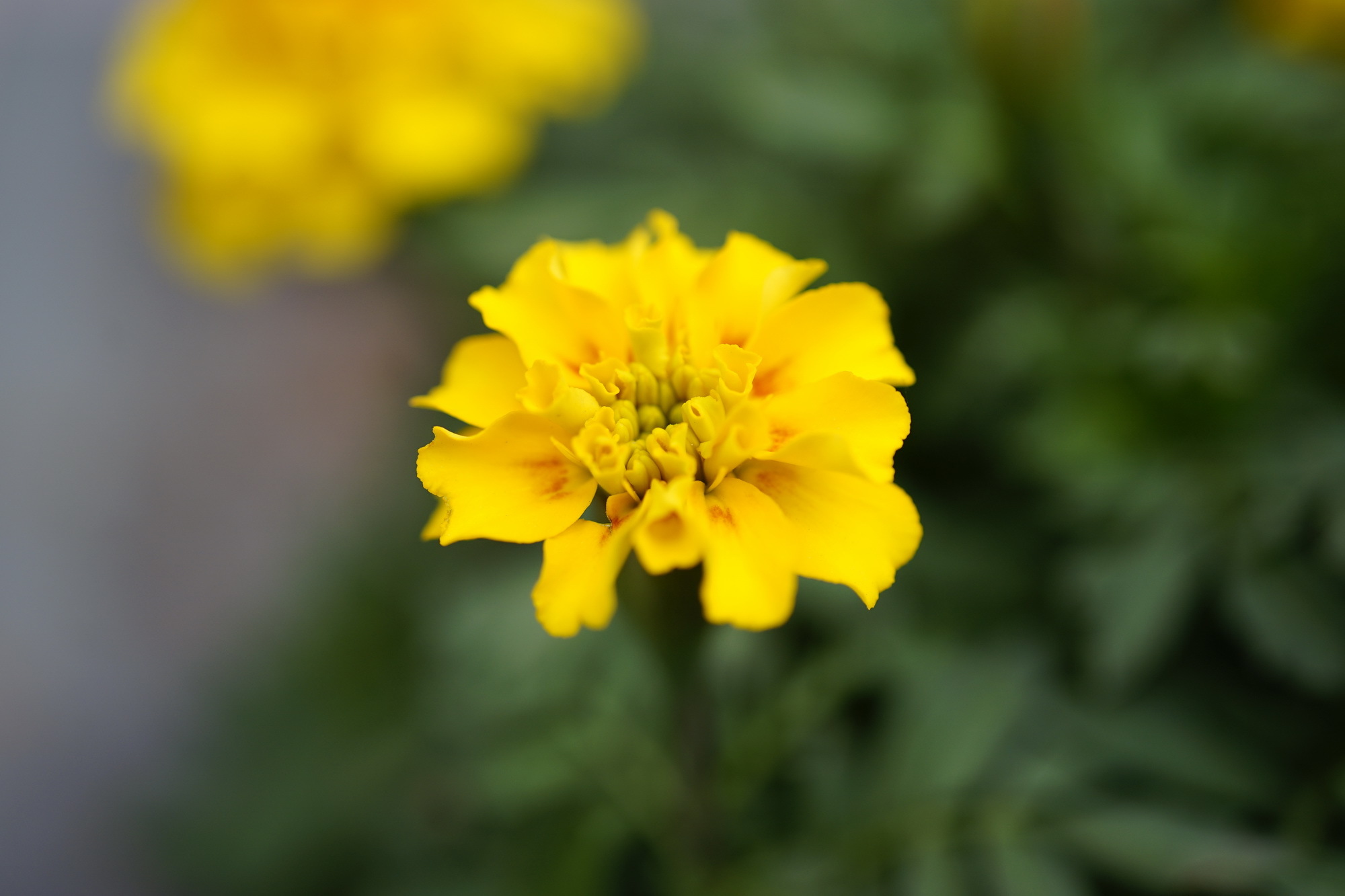 ȫ΢ 50mm F2.8 Macroͷ
