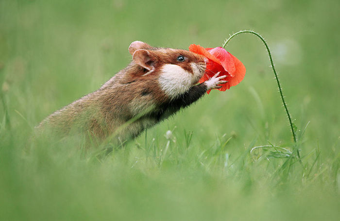 俏皮可爱的吃货 野生仓鼠的幸福生活