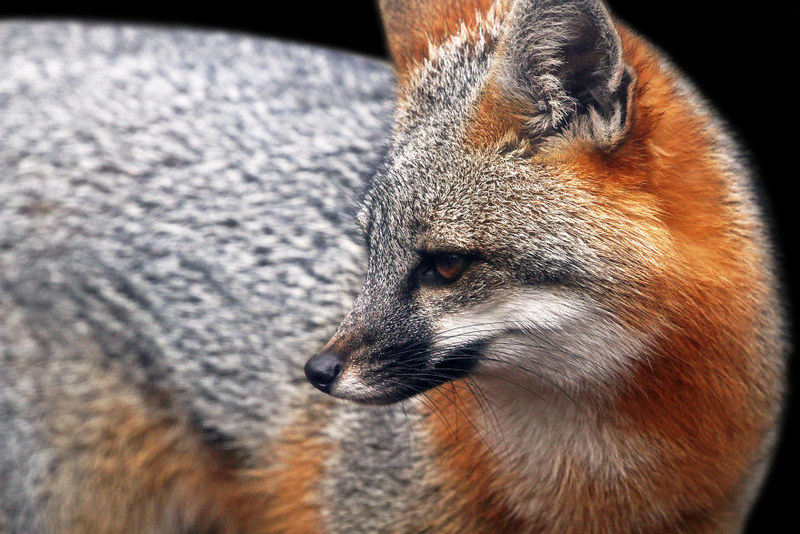 展现野生动物的最美肖像 为野生动物拍张证件照