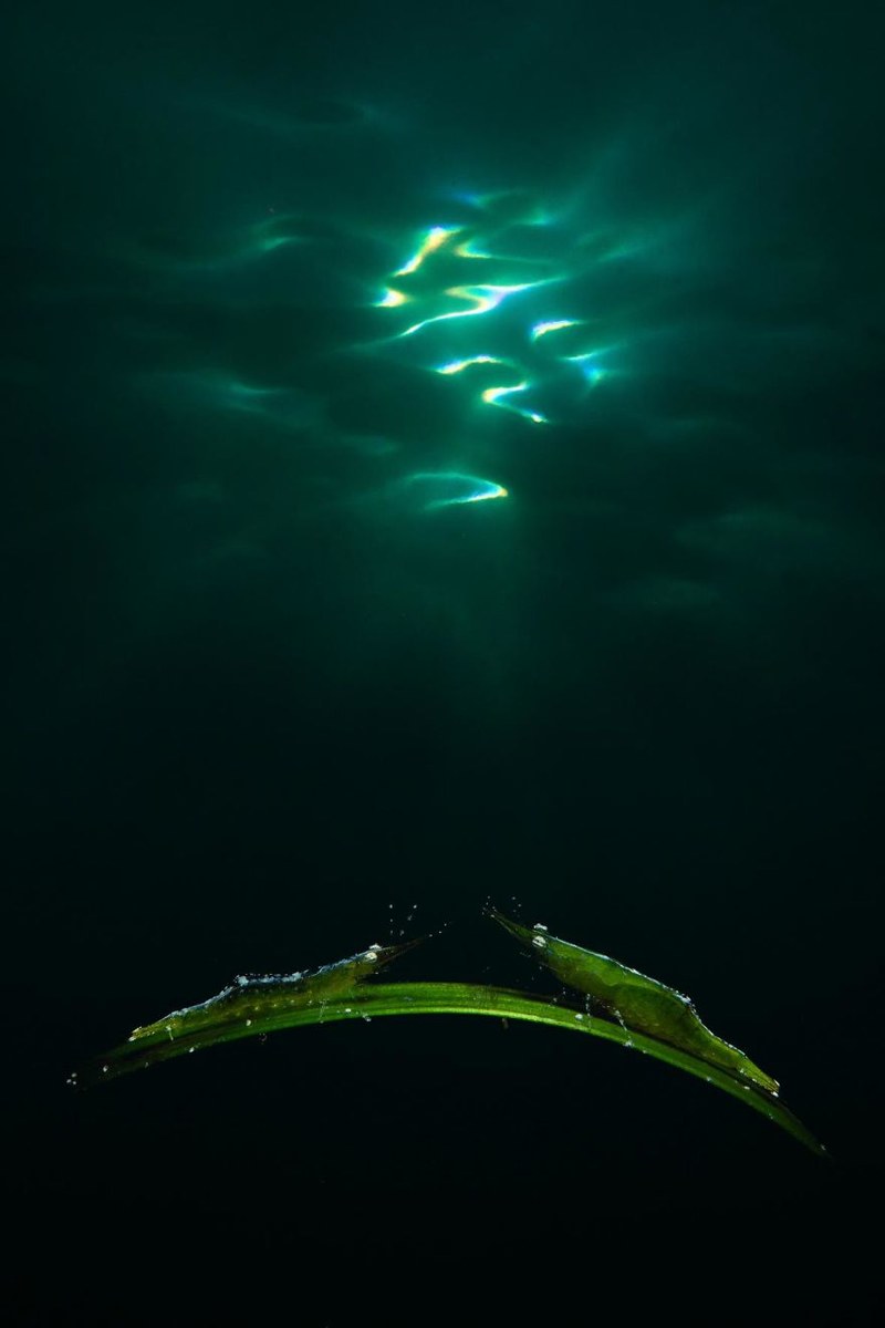 探寻人迹罕至的神秘境地 2018年的年度水下摄影（上）