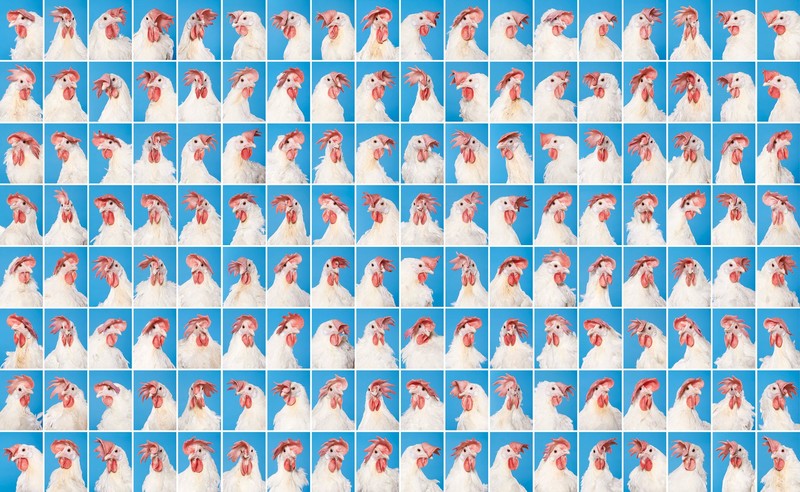 168张鸡的肖像？对家禽养殖的影像调查档案