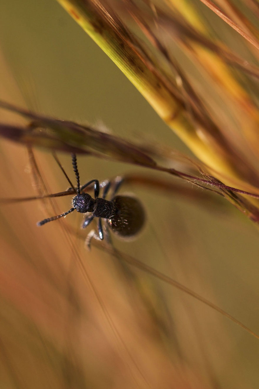 发现细微的微距摄影 记录昆虫的奇妙世界