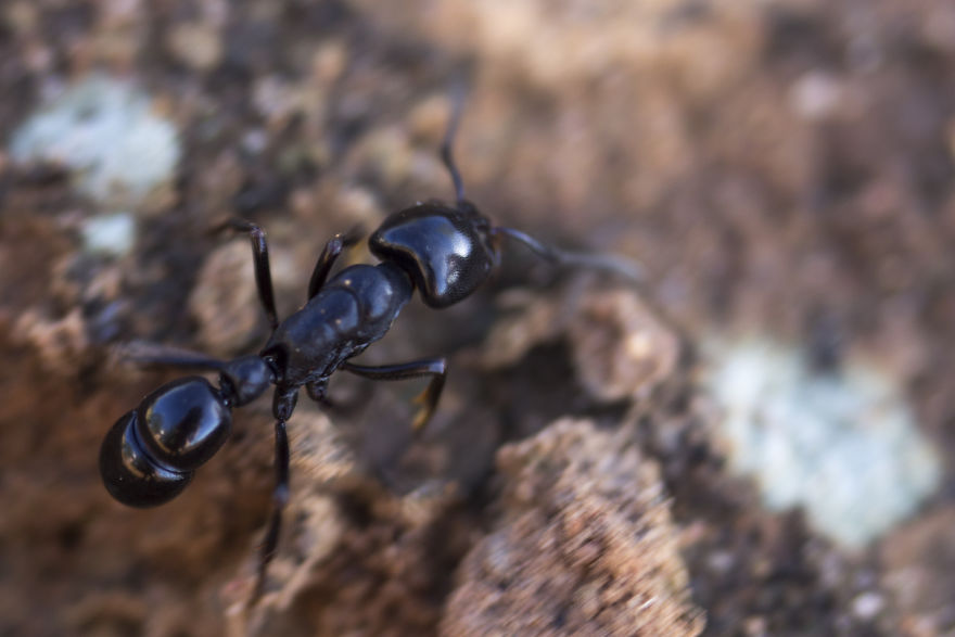发现细微的微距摄影 记录昆虫的奇妙世界