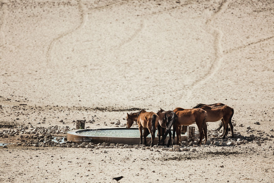 生态恶化下的脆弱生命 记录野马的生存危机