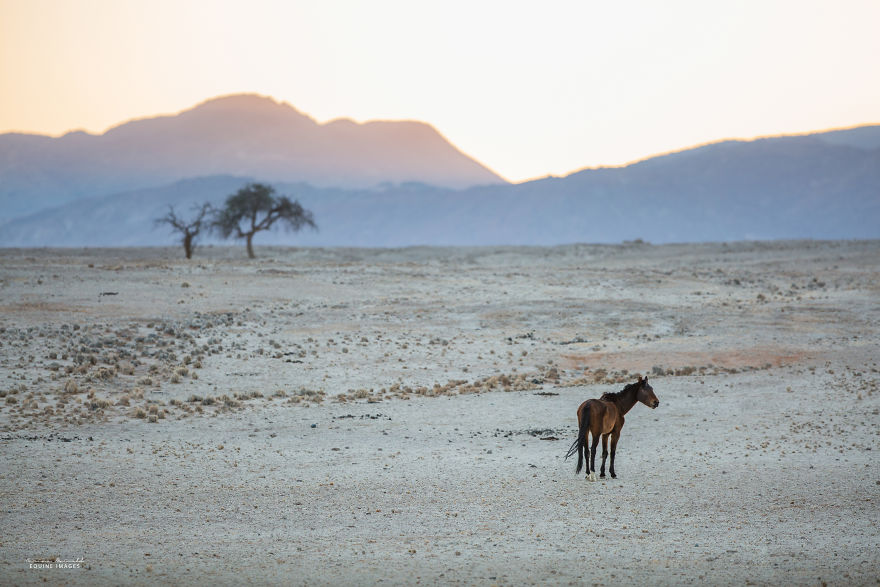 生态恶化下的脆弱生命 记录野马的生存危机