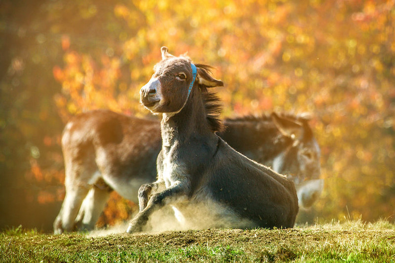 动物世界逆袭的典范 驴子也能拍的唯美可爱