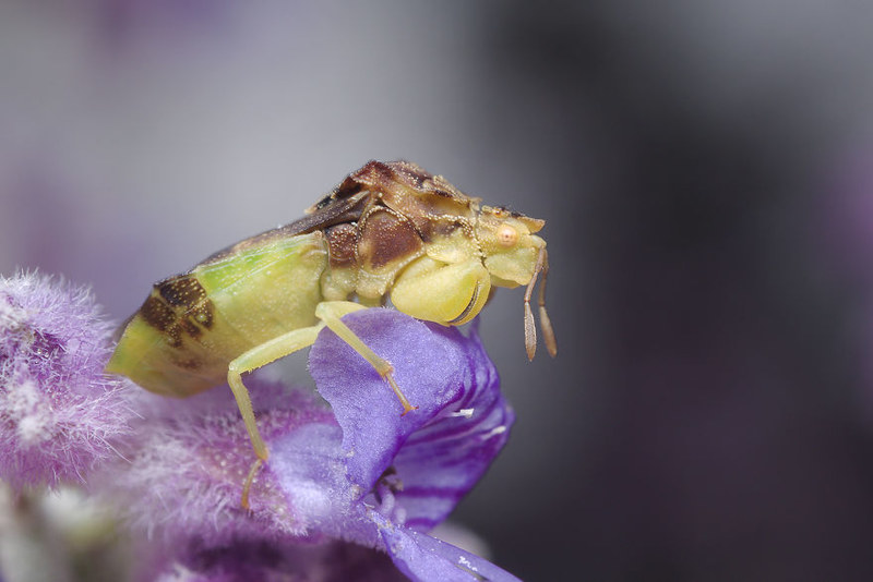 微距摄影里的大千世界 窥探昆虫世界的秘密