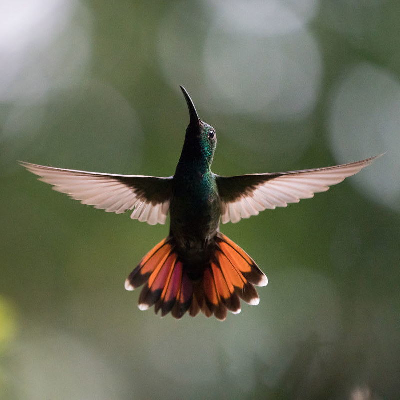 高速抓拍美丽小巧的蜂鸟 定格轻盈的飞翔姿态