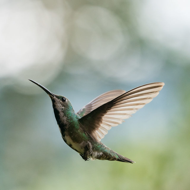 高速抓拍美丽小巧的蜂鸟 定格轻盈的飞翔姿态