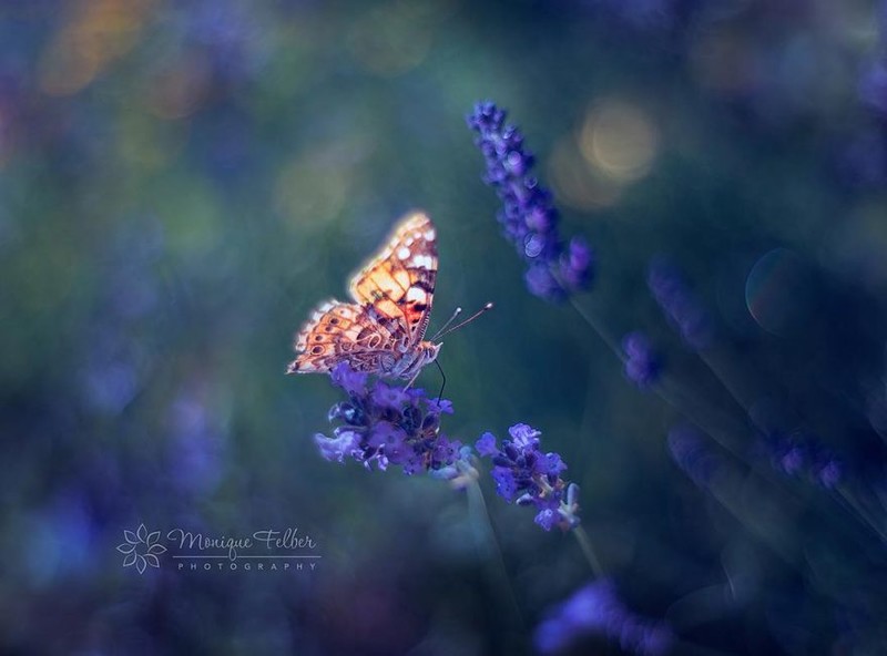 大自然的美丽舞者 穿梭与花丛的蝴蝶
