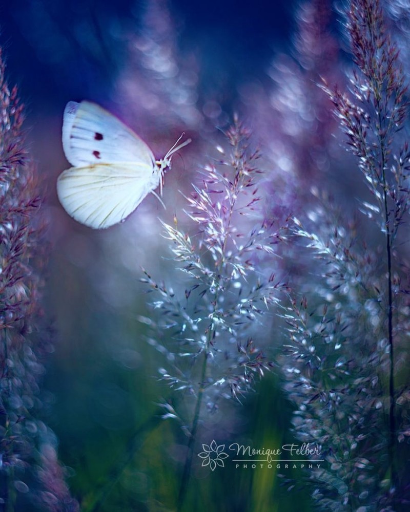 大自然的美丽舞者 穿梭与花丛的蝴蝶