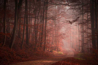 纯天然梦幻般的氧吧  探寻神秘朦胧的森林奇境