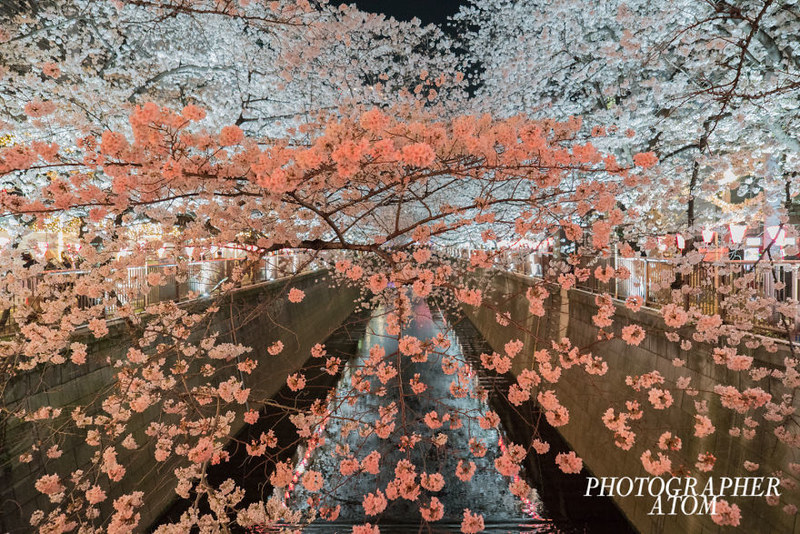 温暖中寻找明媚的视觉享受 粉红的日本樱花世界