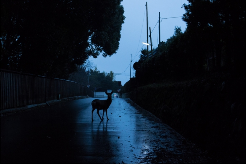 被鹿“侵占”的城市 日本古都奈良的梅花鹿