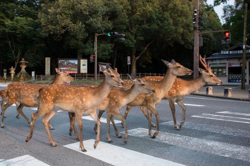 被鹿“侵占”的城市 日本古都奈良的梅花鹿