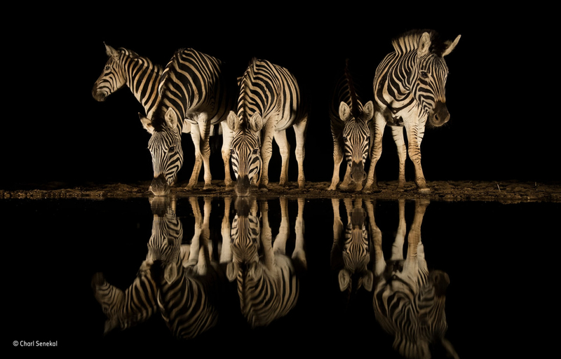 英国自然历史博物馆年度野生动物摄影大赛