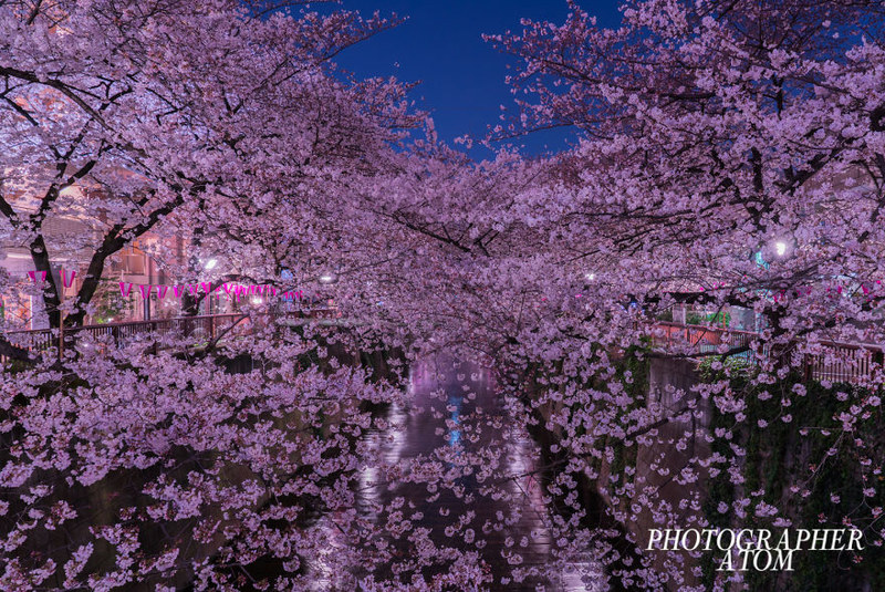 温暖中寻找明媚的视觉享受 粉红的日本樱花世界