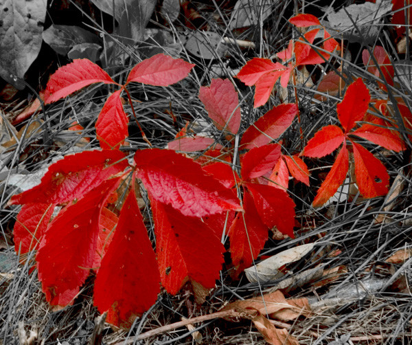 树叶红秋意浓 秋季红叶拍摄技巧