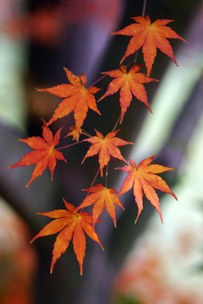 树叶红秋意浓 秋季红叶拍摄技巧