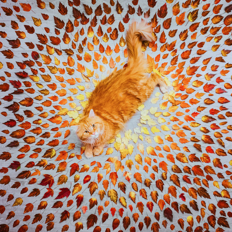 以大橘为重 用镜头记录橘猫的幸福生活