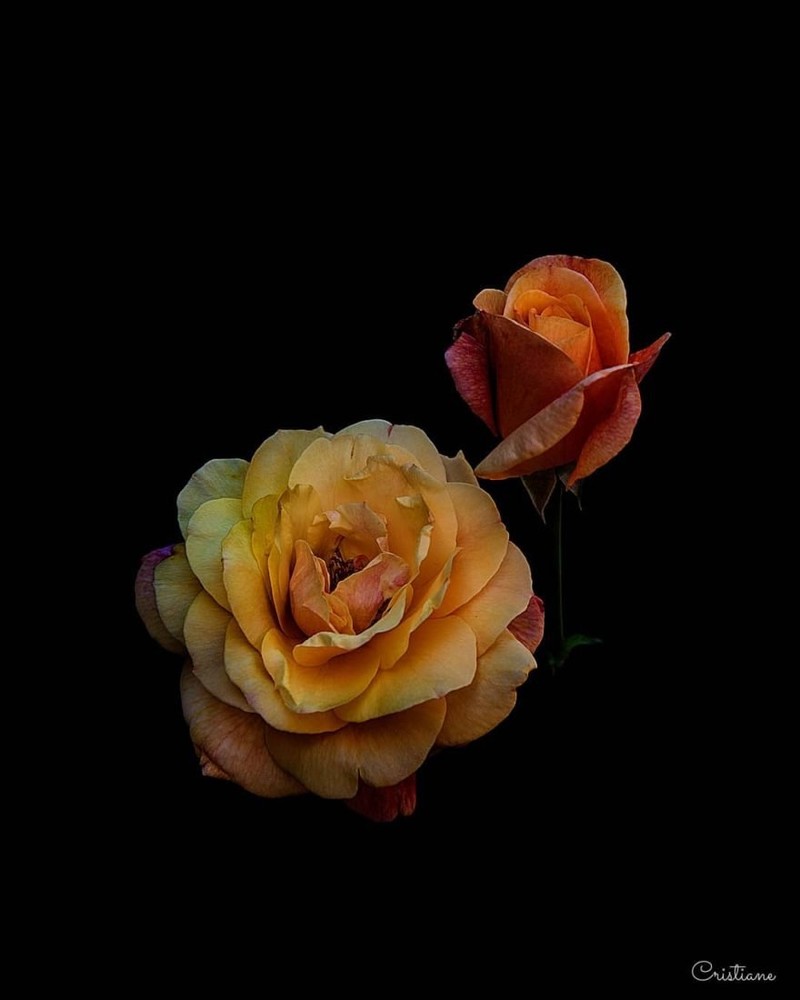 别致的花卉摄影 描绘花朵的精彩肖像