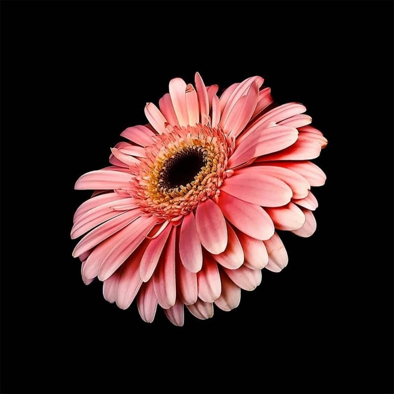 别致的花卉摄影 描绘花朵的精彩肖像