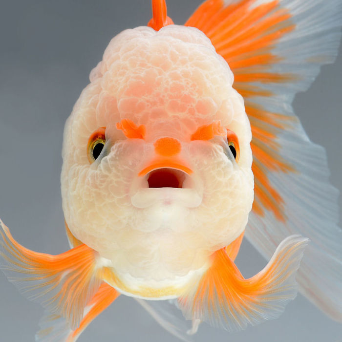 水族箱里的精妙肖像 金鱼的另类写真