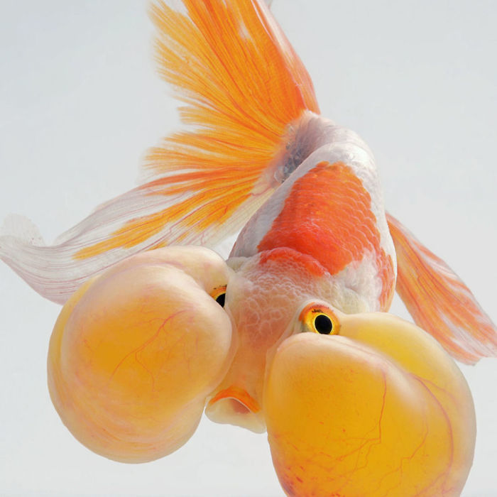 水族箱里的精妙肖像 金鱼的另类写真