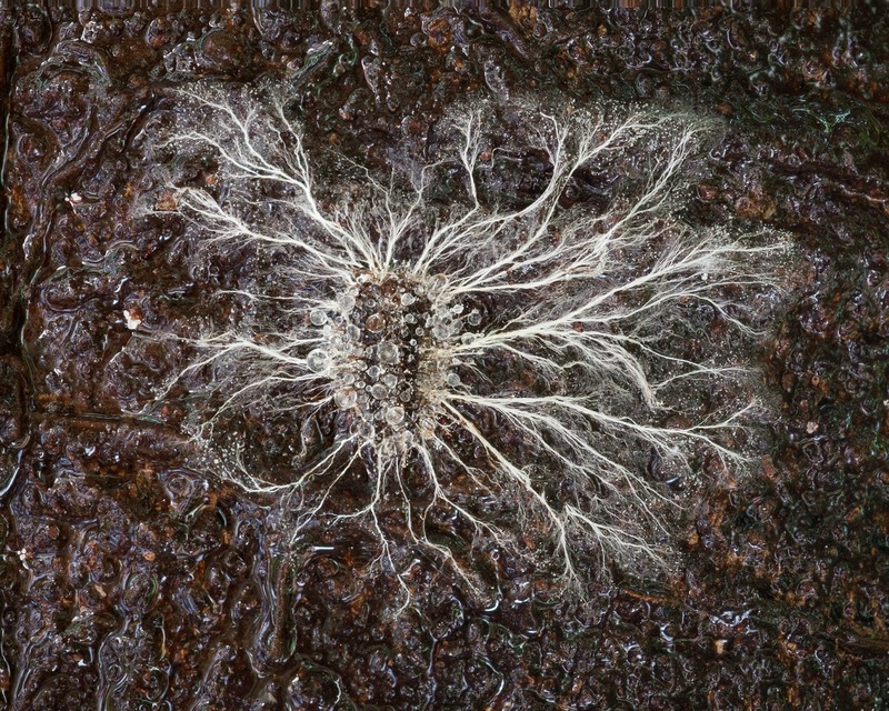 令人惊艳的微观世界 生物学家镜头下的真菌