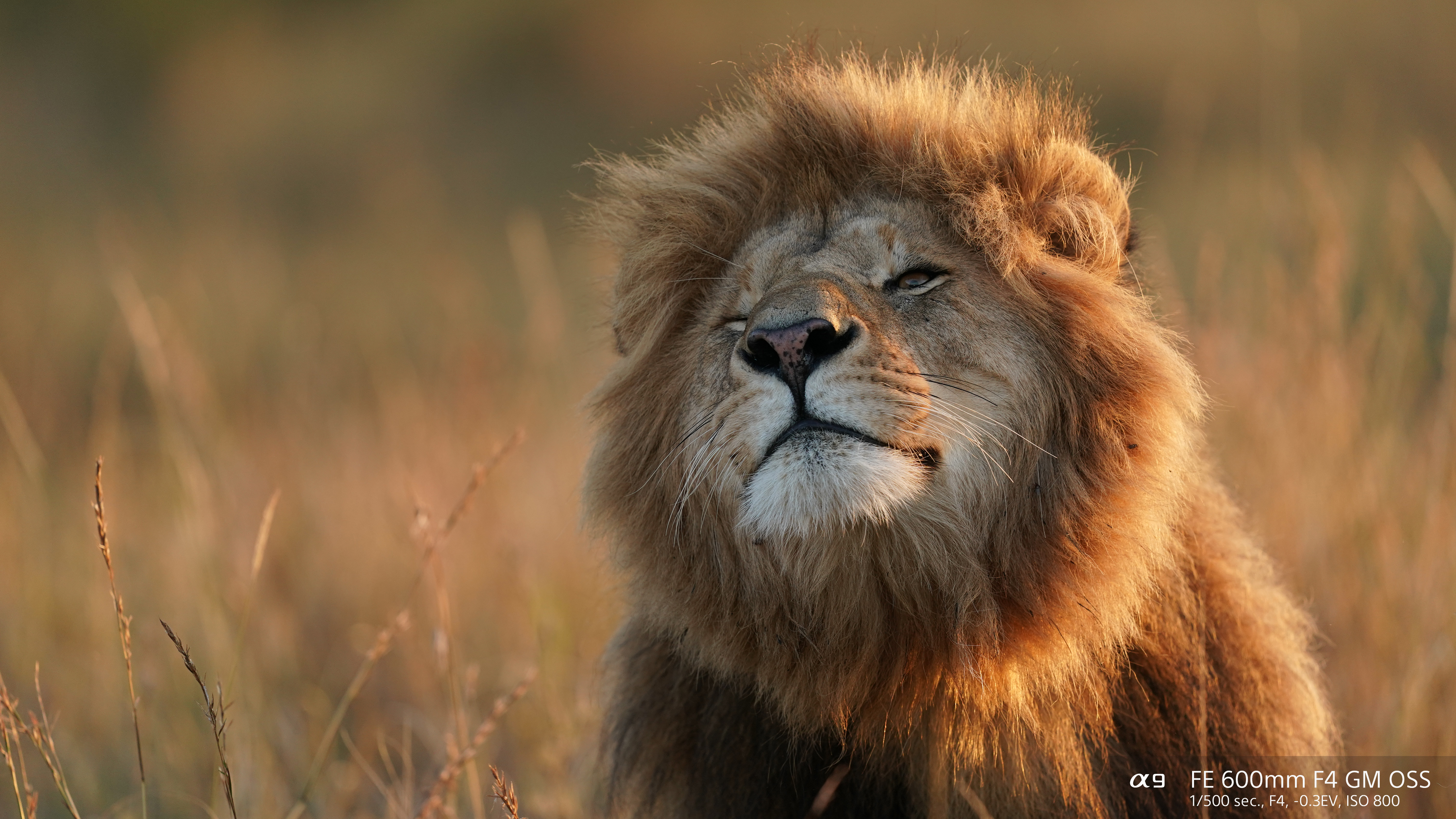 FE 600mm F4FE 200-600mmٷƬ