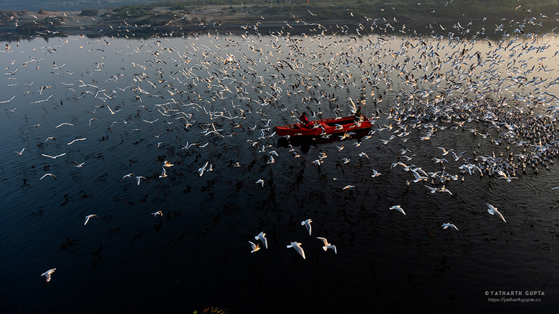 铺天盖地的白色羽毛 印度德里的海鸥世界