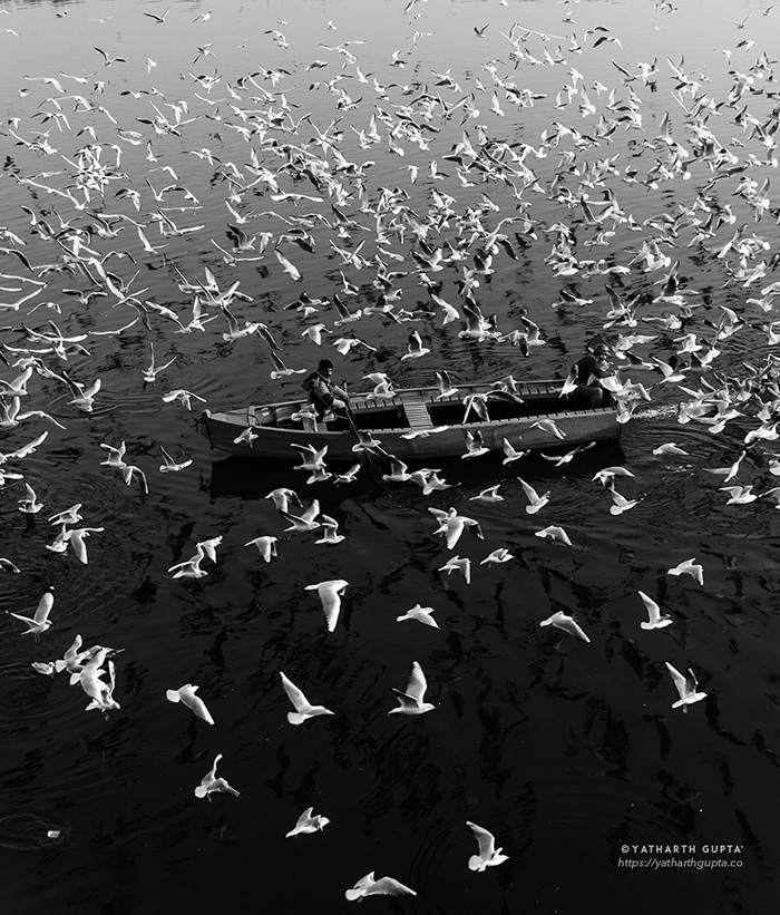 铺天盖地的白色羽毛 印度德里的海鸥世界