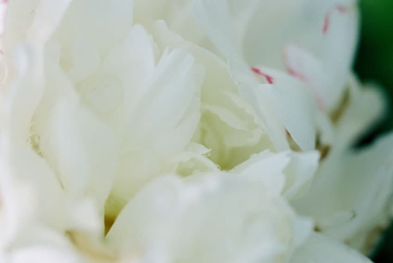 发现简单而清新的美 胶片味十足的清纯花朵
