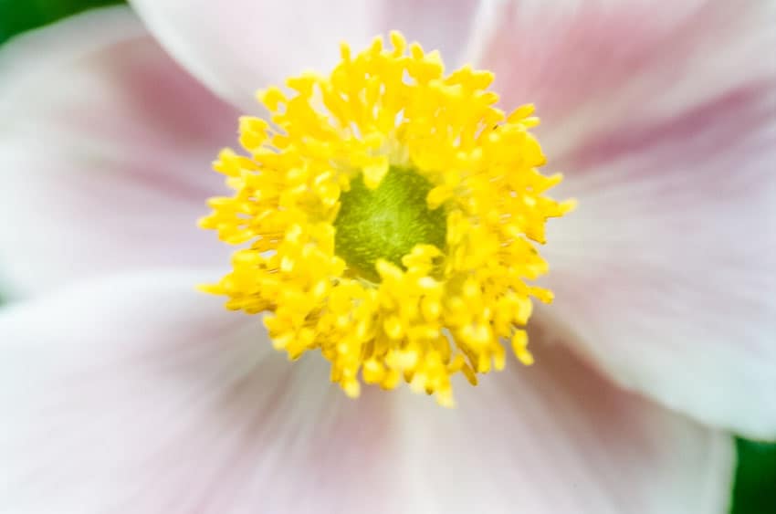 发现简单而清新的美 胶片味十足的清纯花朵