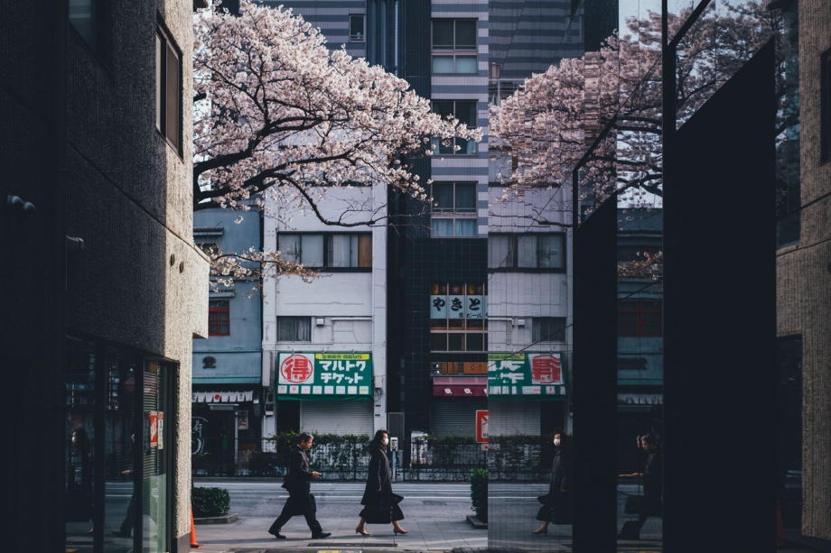 粉红色的春日回忆 樱花飘落的四月东京