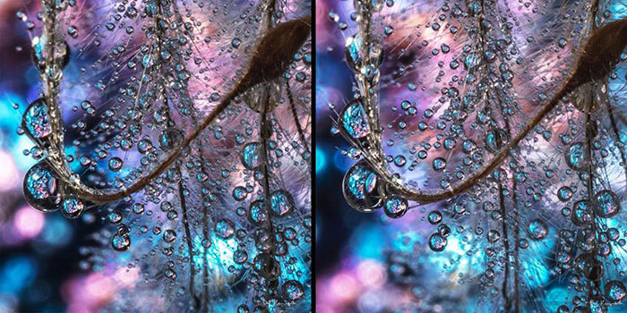 珍珠般的晶莹水滴 如同琥珀的微距摄影