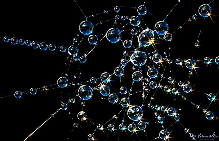 珍珠般的晶莹水滴 如同琥珀的微距摄影