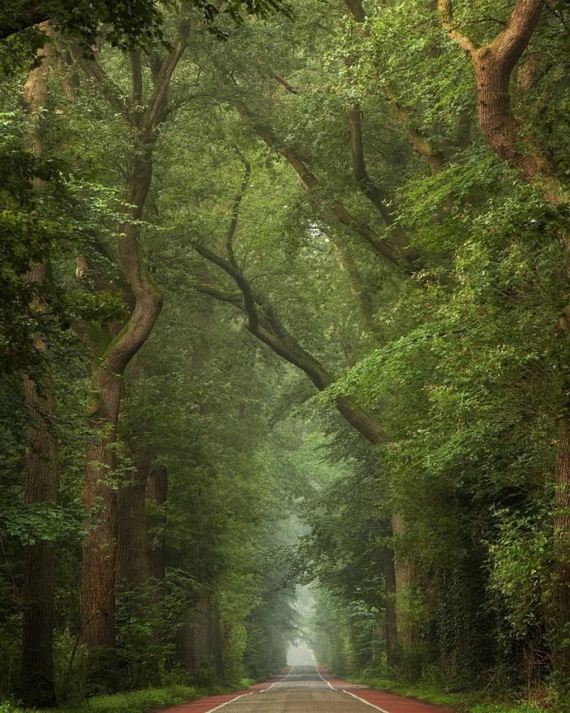 神秘的森林秘境 童话般的荷兰森林世界