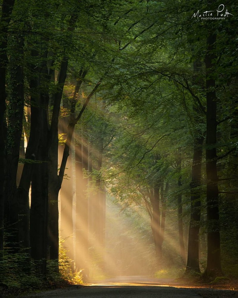 神秘的森林秘境 童话般的荷兰森林世界