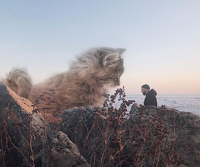 这么大的猫你撸的动吗 闯入日常的巨大猫咪