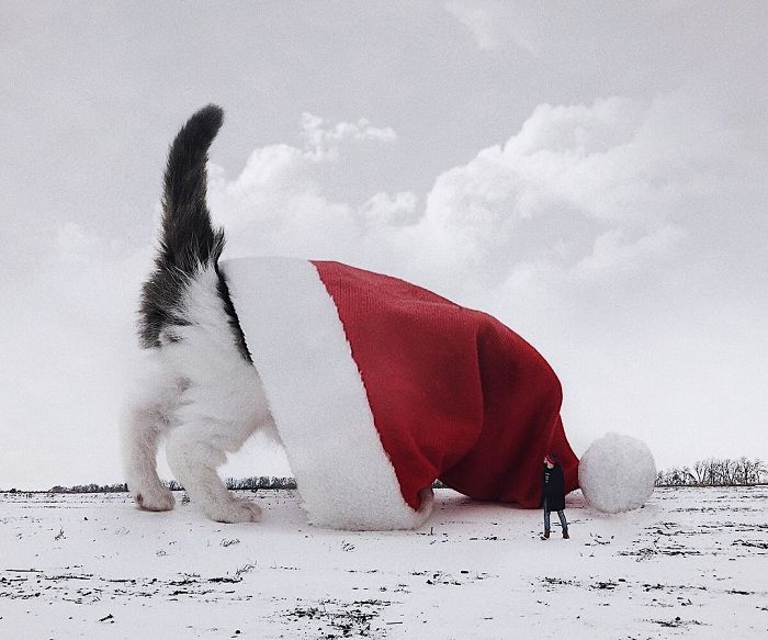 这么大的猫你撸的动吗 闯入日常的巨大猫咪